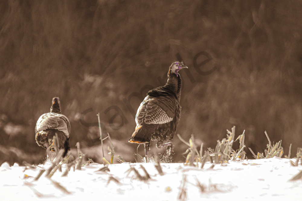 Variety 5.Jpg Photography Art | Photos By Regan