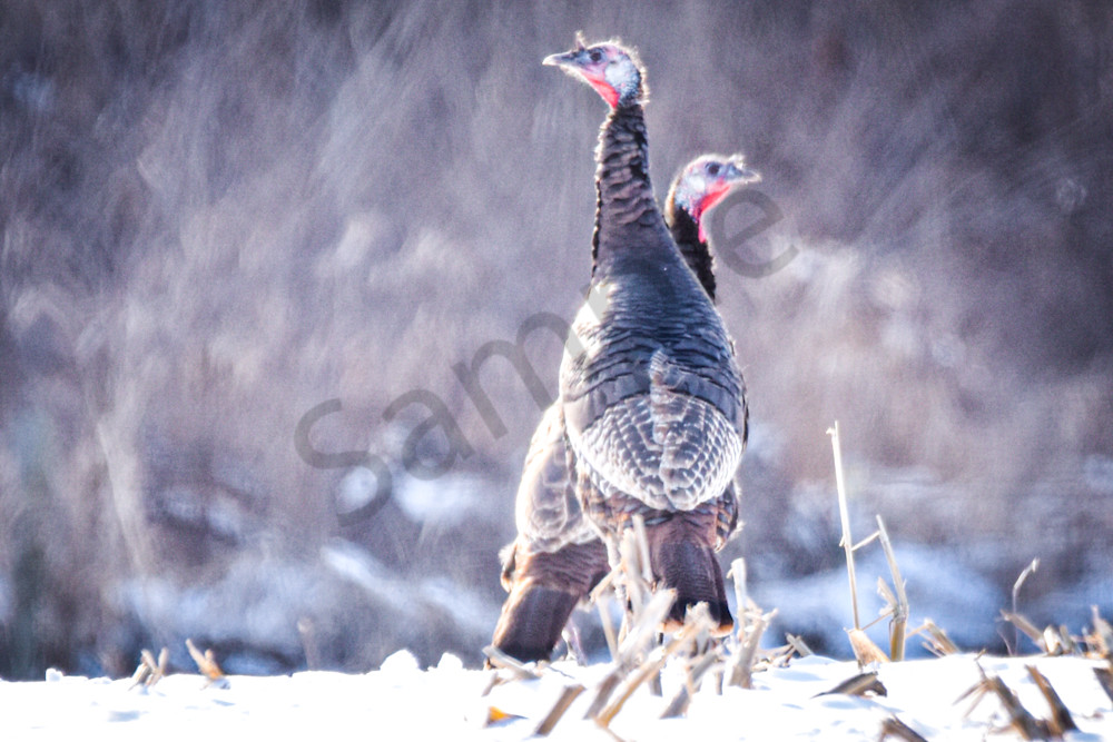 Variety 7.Jpg Photography Art | Photos By Regan