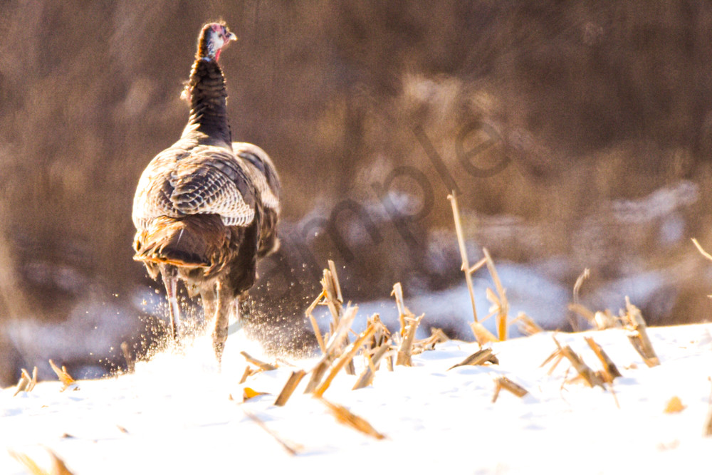 Variety 8.Jpg Photography Art | Photos By Regan