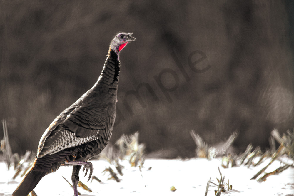 Variety 10.Jpg Photography Art | Photos By Regan