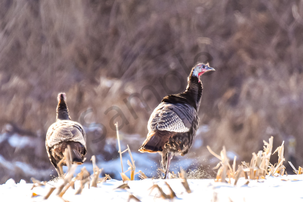 Variety 6.Jpg Photography Art | Photos By Regan