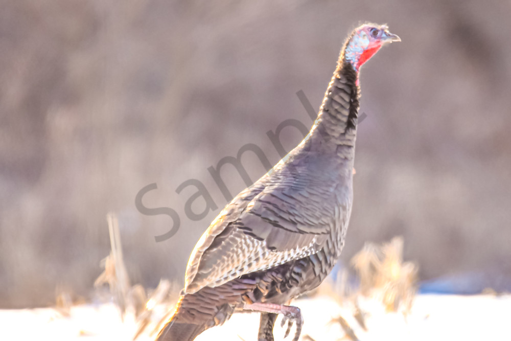 Variety 12.Jpg Photography Art | Photos By Regan