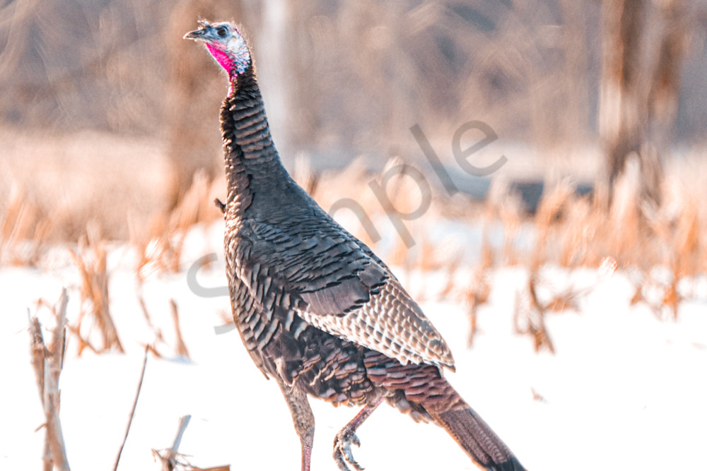 Variety 13.Jpg Photography Art | Photos By Regan