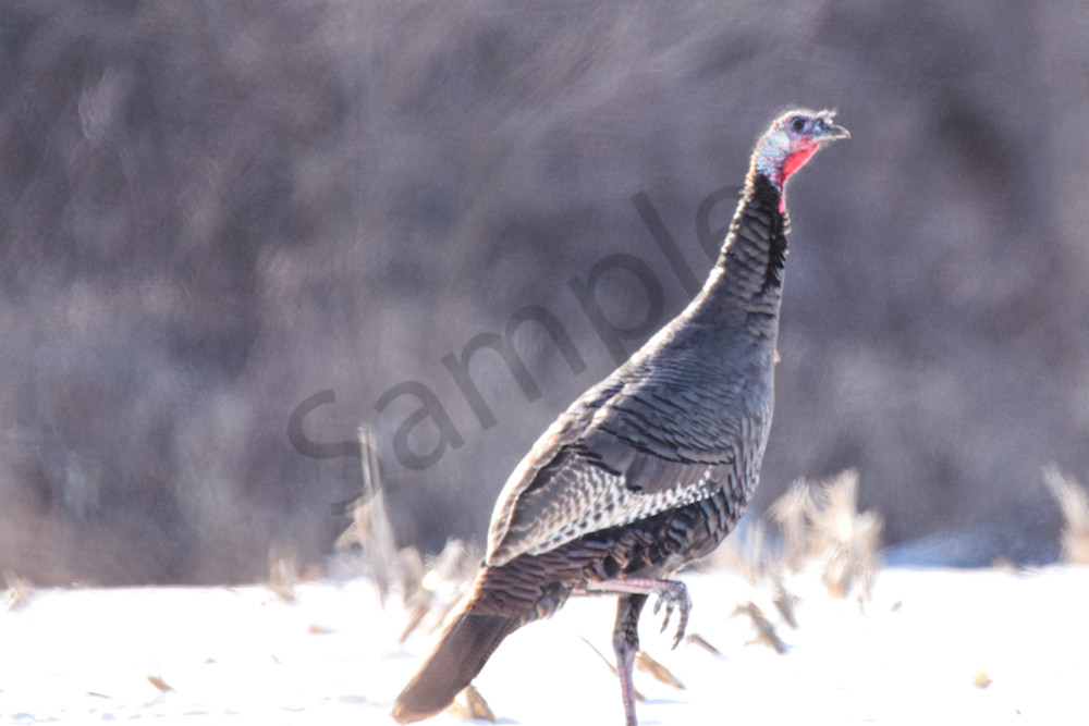 Variety 9.Jpg Photography Art | Photos By Regan