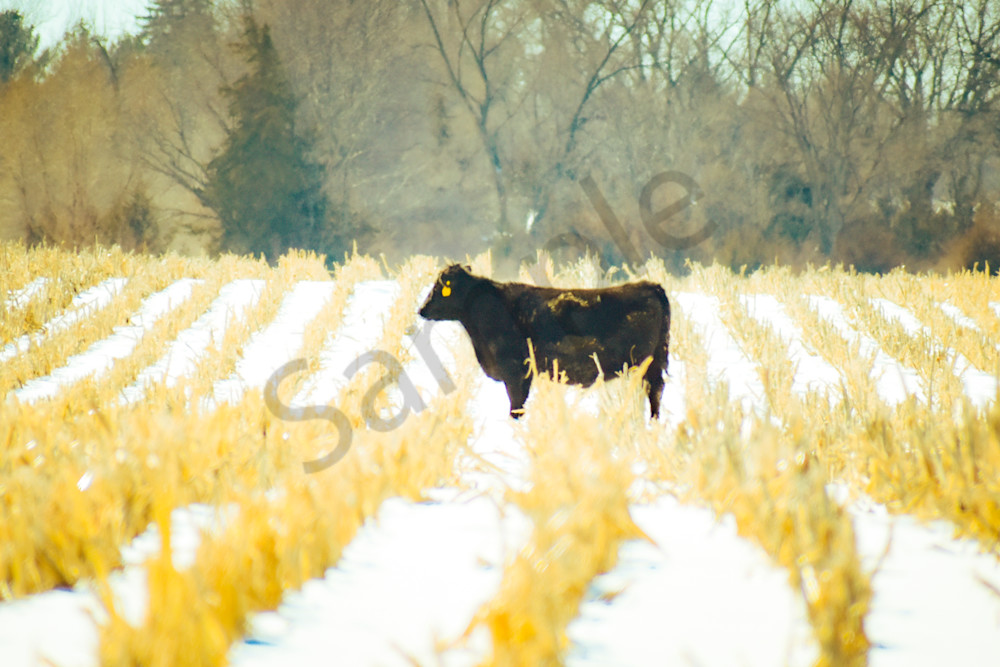 Variety 26.Jpg Photography Art | Photos By Regan