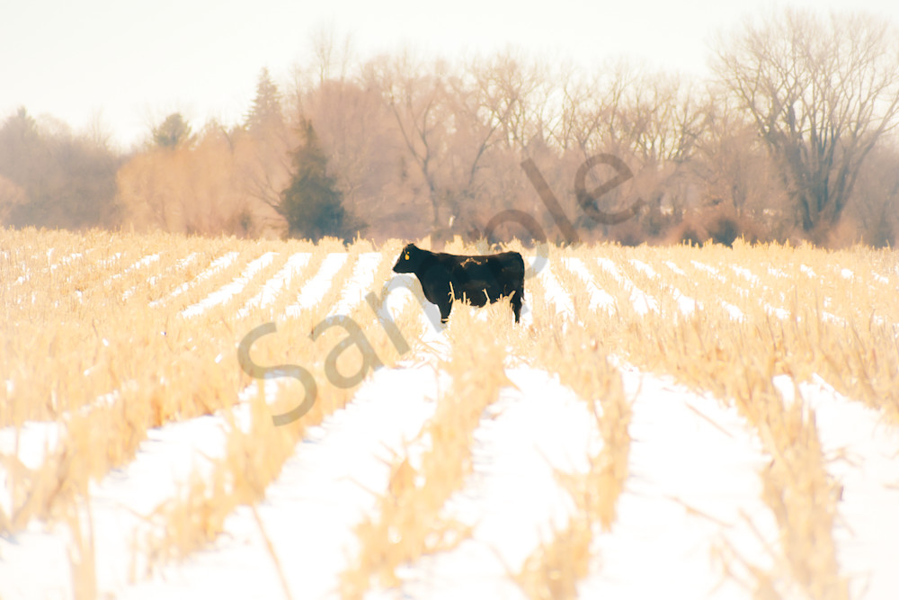 Variety 27.Jpg Photography Art | Photos By Regan