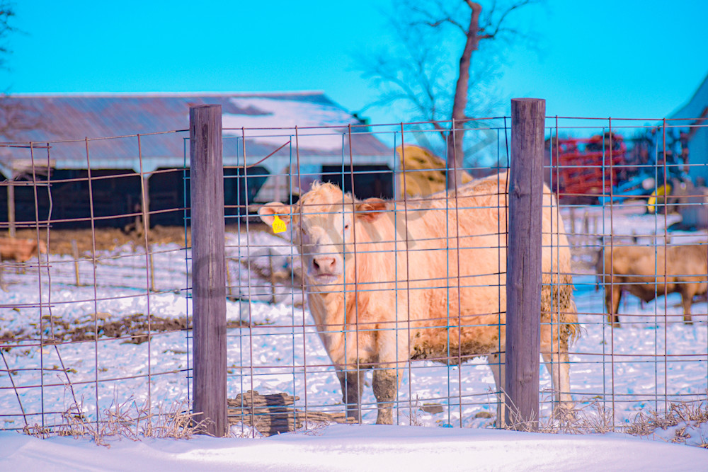 Variety 30.Jpg Photography Art | Photos By Regan