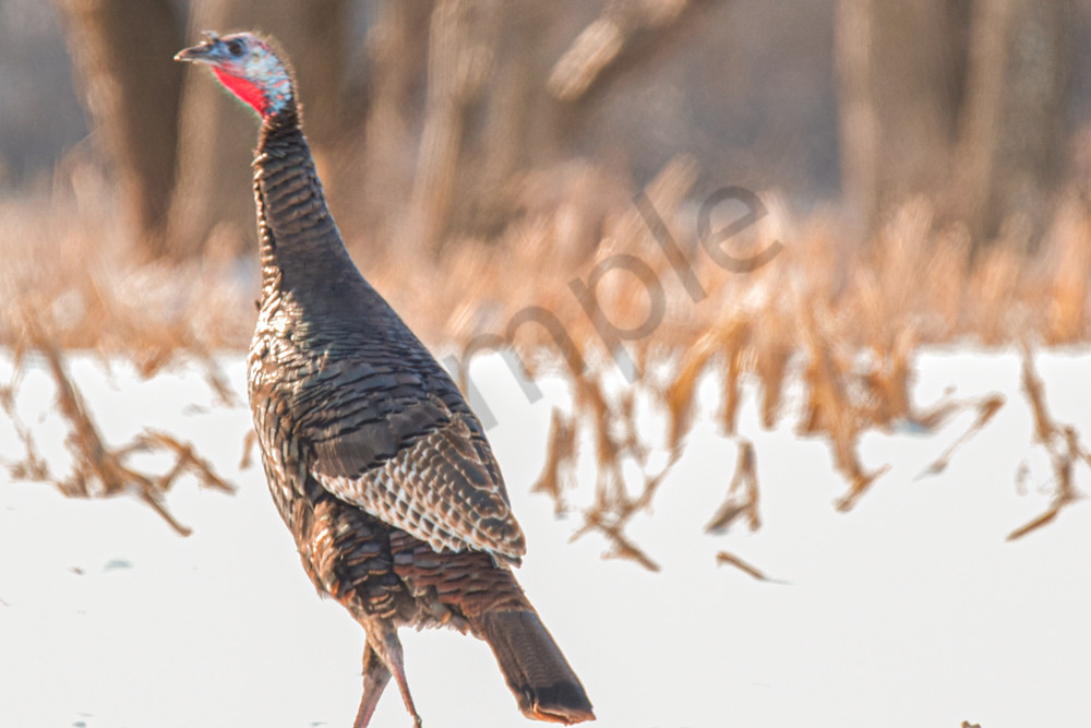 Variety 16.Jpg Photography Art | Photos By Regan