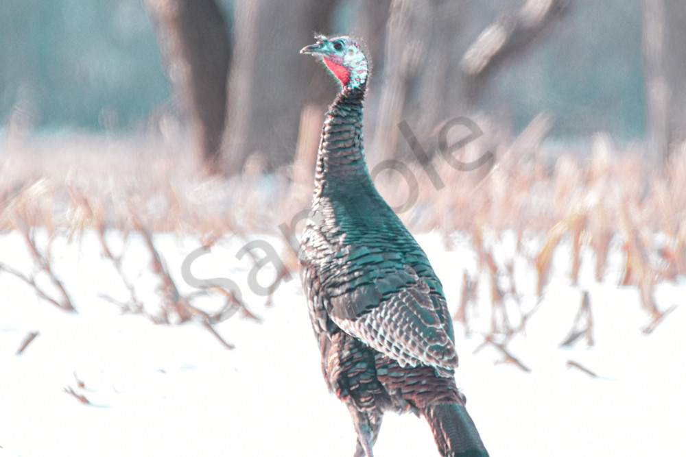 Variety 17.Jpg Photography Art | Photos By Regan