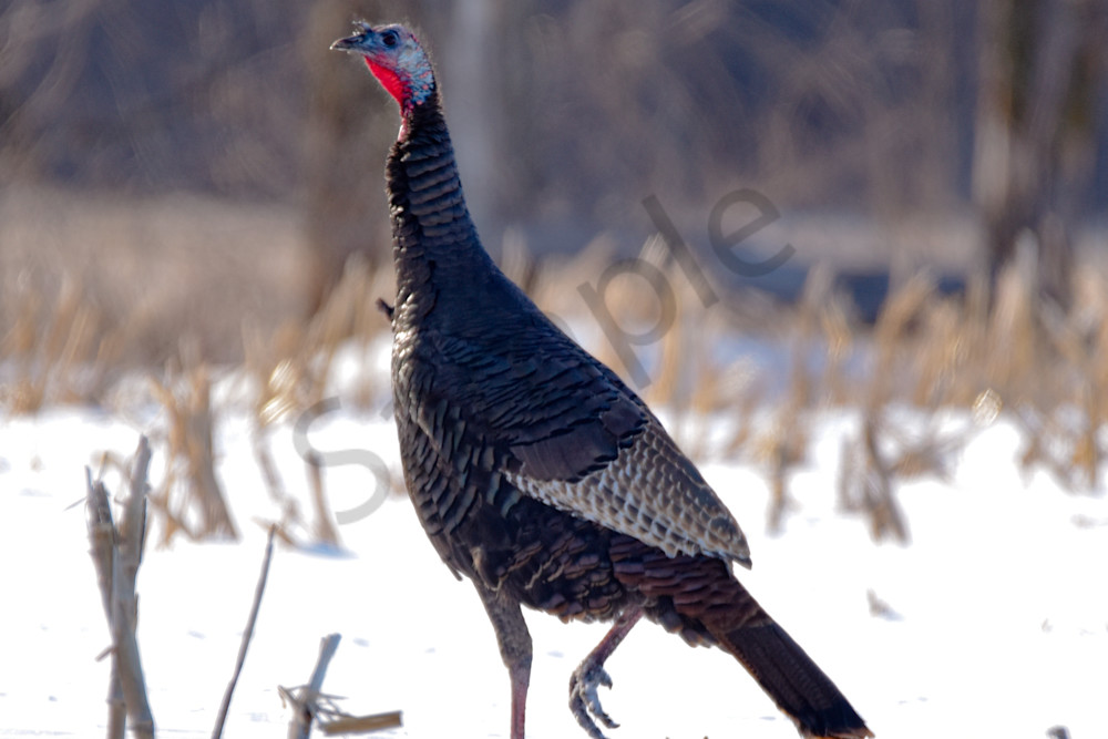 Variety 14.Jpg Photography Art | Photos By Regan