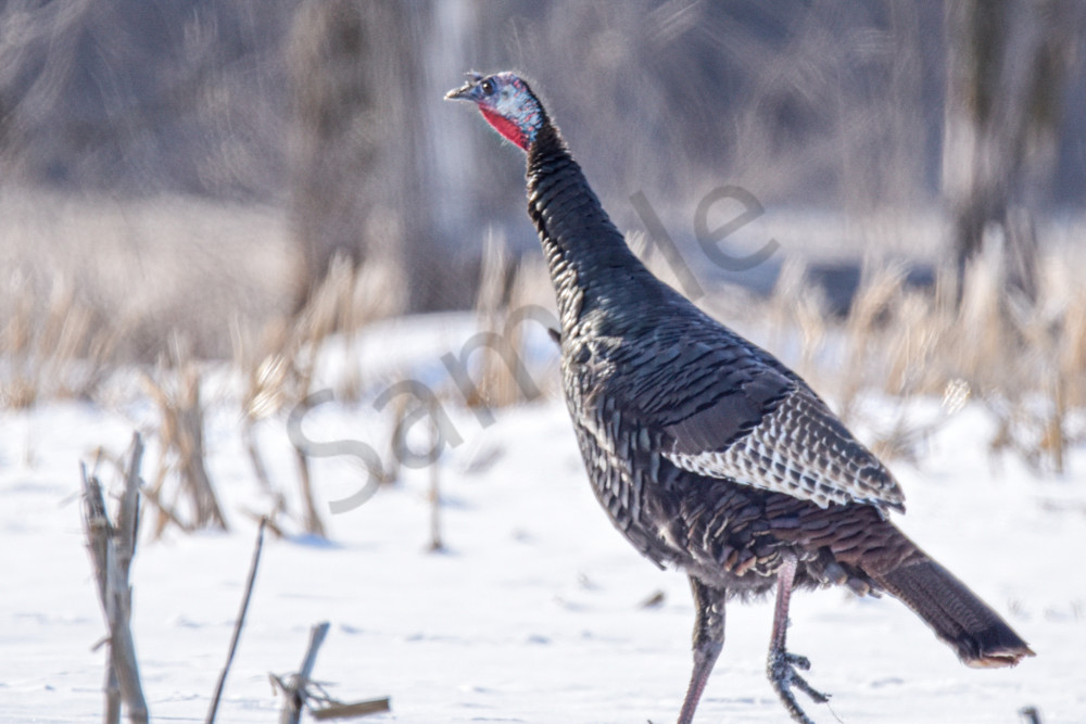 Variety 15.Jpg Photography Art | Photos By Regan