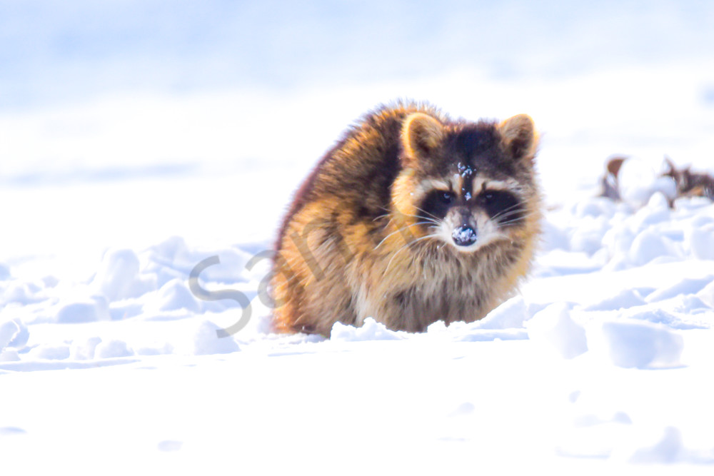 Variety 1.Jpg Photography Art | Photos By Regan