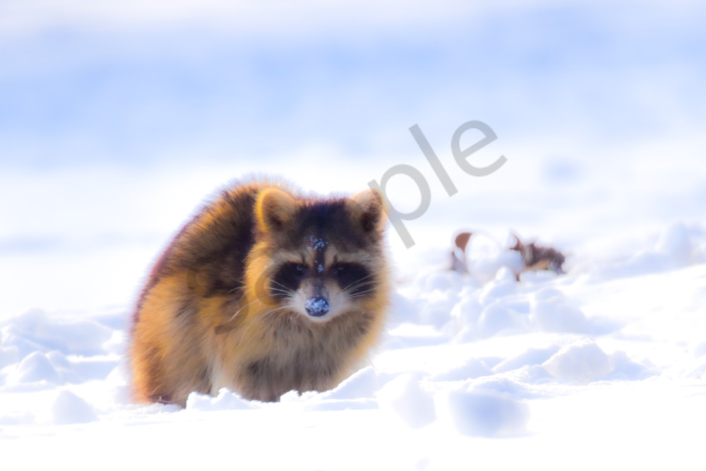 Variety 2.Jpg Photography Art | Photos By Regan