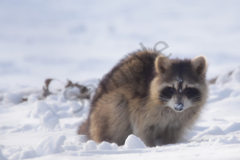 Variety 3.Jpg Photography Art | Photos By Regan