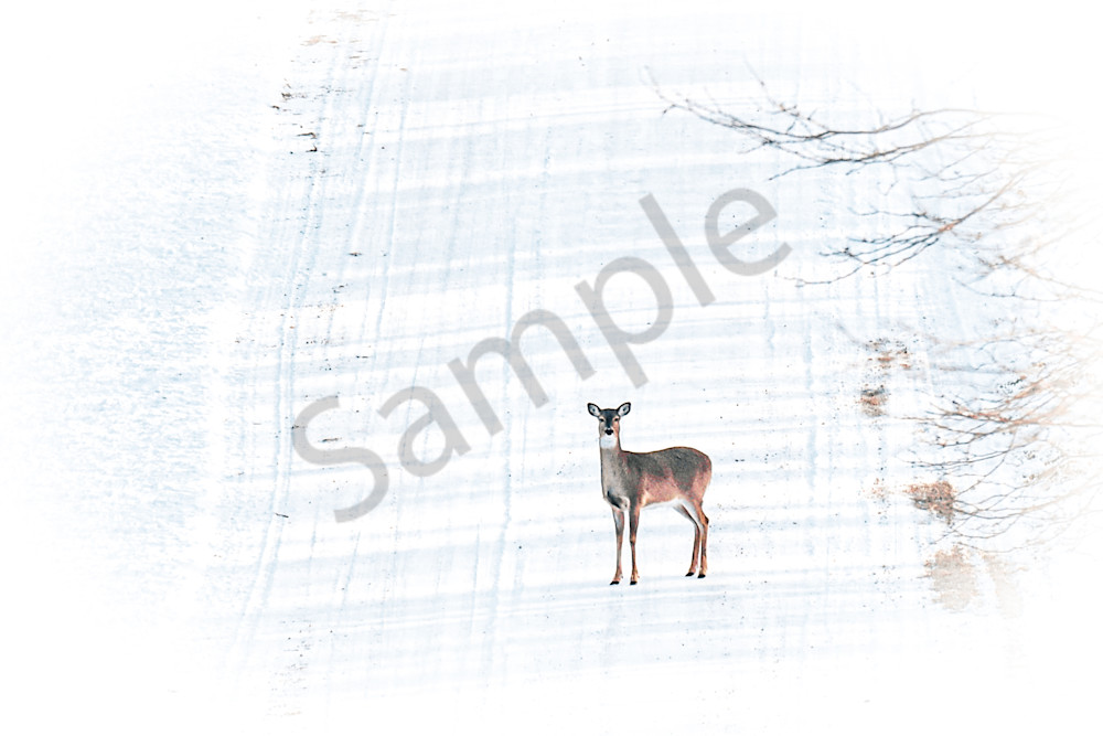 Variety 4.Jpg Photography Art | Photos By Regan