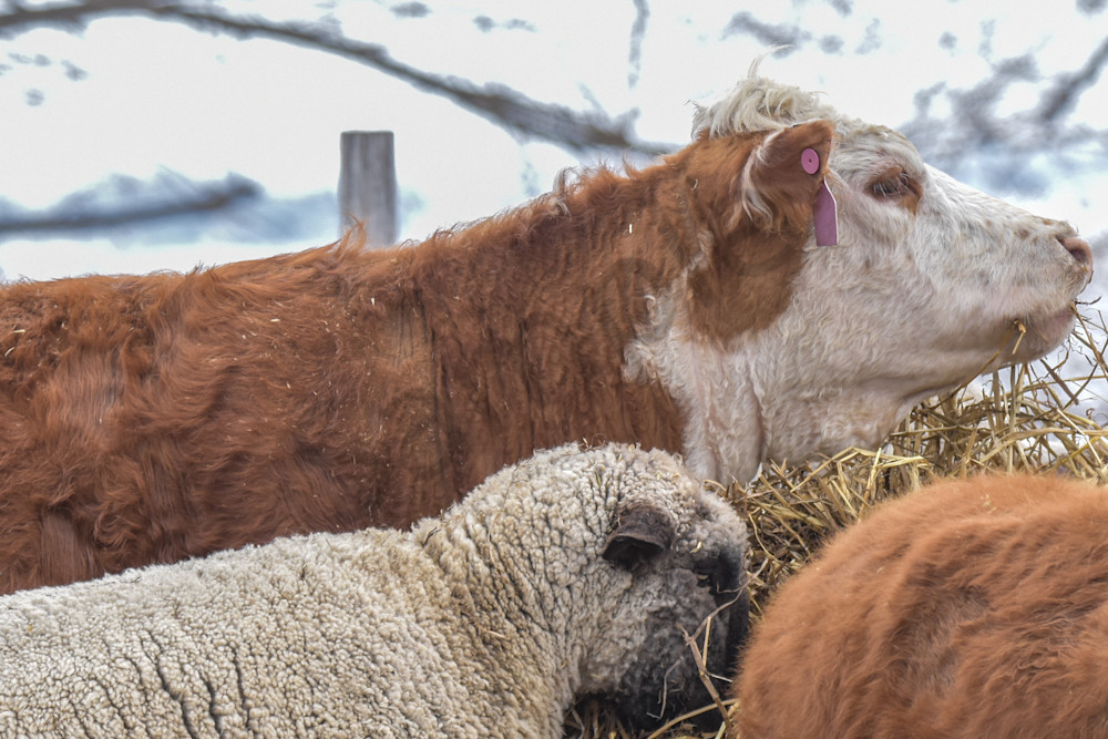 Farmhouses 11 2 Photography Art | Photos By Regan