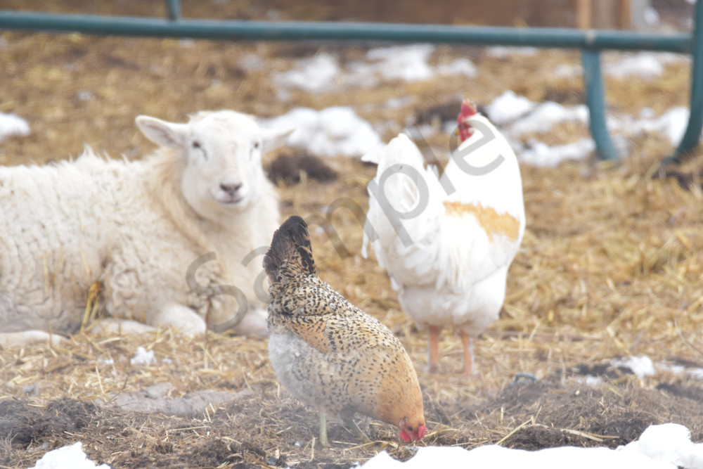 Farmhouses 12 2 Photography Art | Photos By Regan