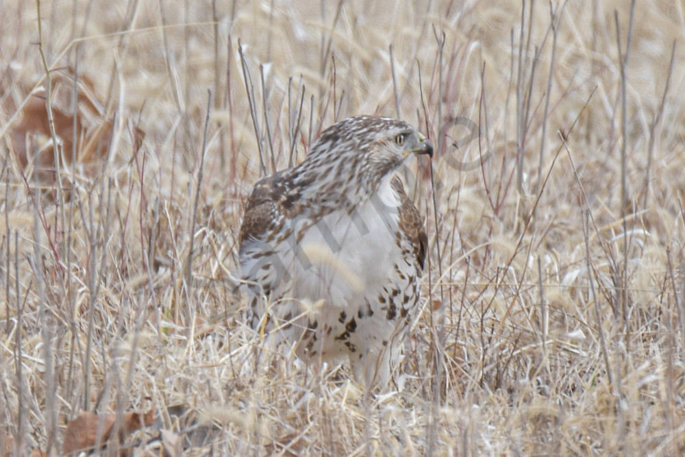 Farms And Birds 27 Photography Art | Photos By Regan