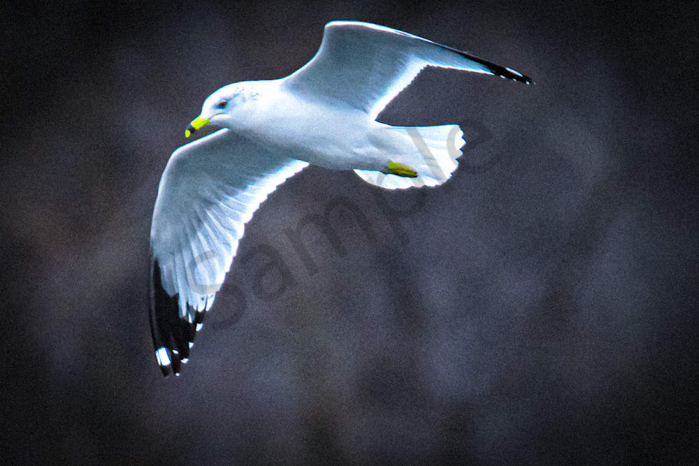 Farms And Birds 2 Photography Art | Photos By Regan