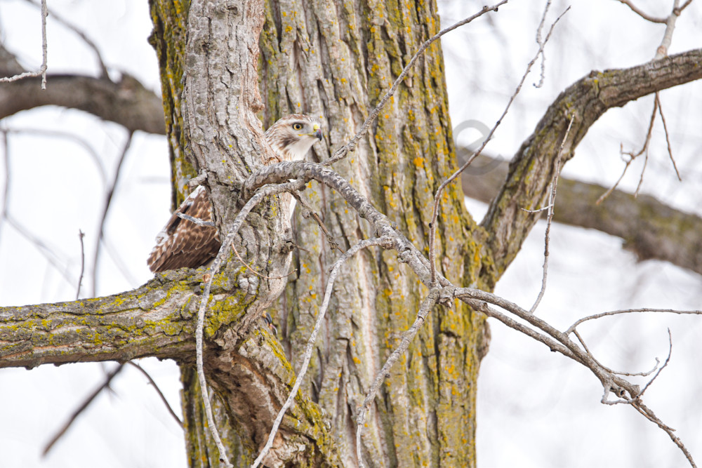 Farms And Birds 25 Photography Art | Photos By Regan