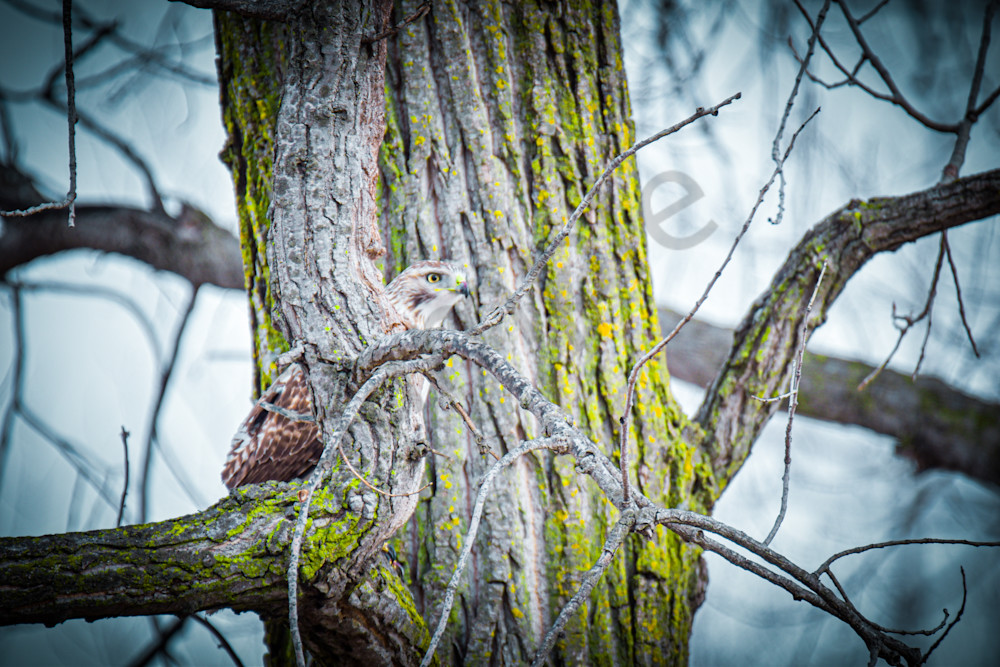 Farms And Birds 26 Photography Art | Photos By Regan