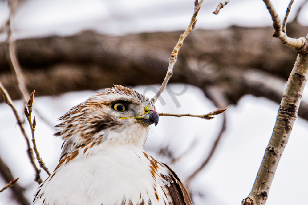 Farms And Birds 4 Photography Art | Photos By Regan