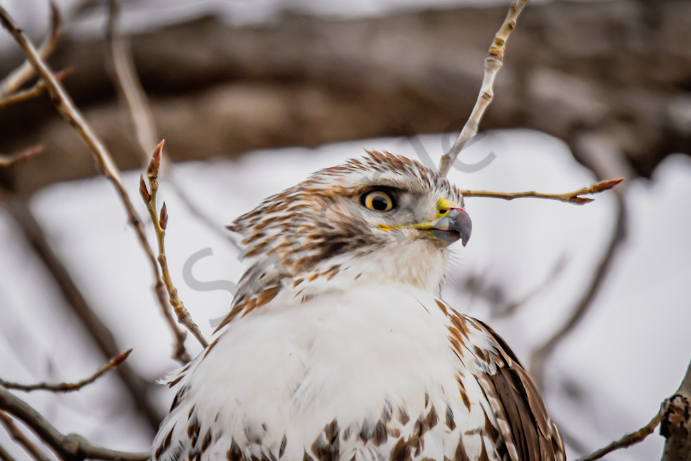 Farms And Birds 5 Photography Art | Photos By Regan