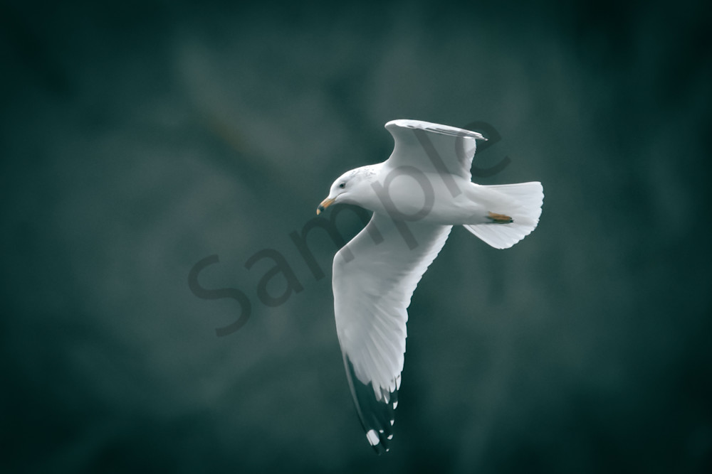 Farms And Birds 1 Photography Art | Photos By Regan