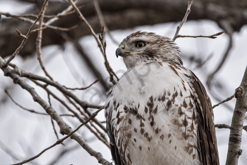 Farms And Birds 7 Photography Art | Photos By Regan