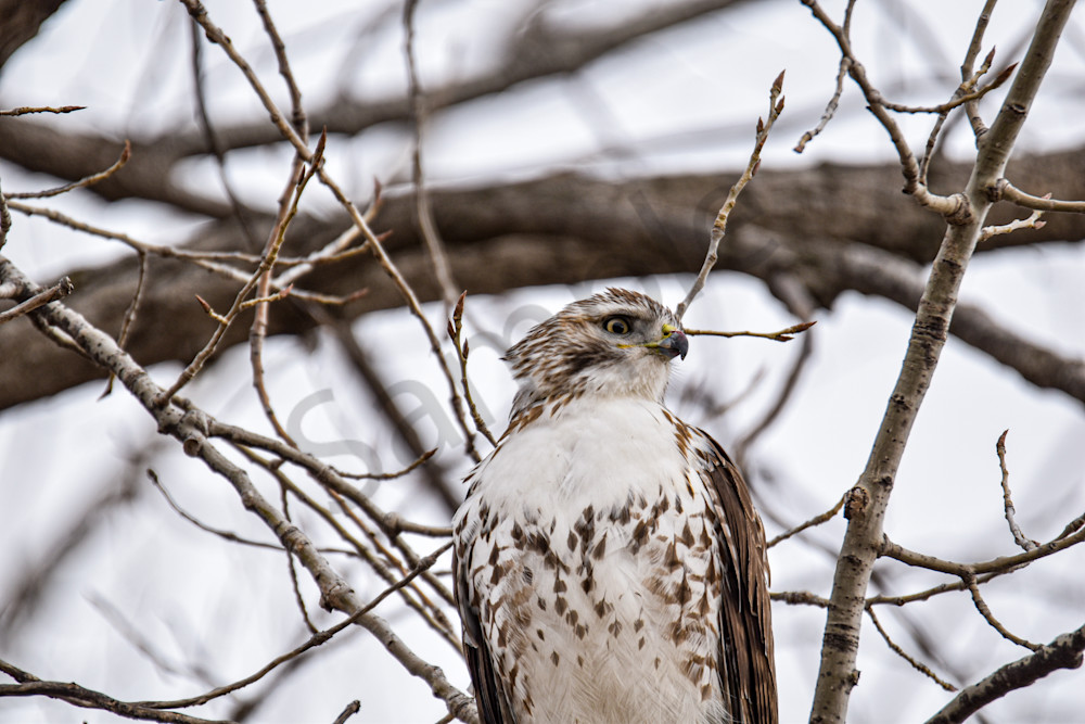 Farms And Birds 6 Photography Art | Photos By Regan