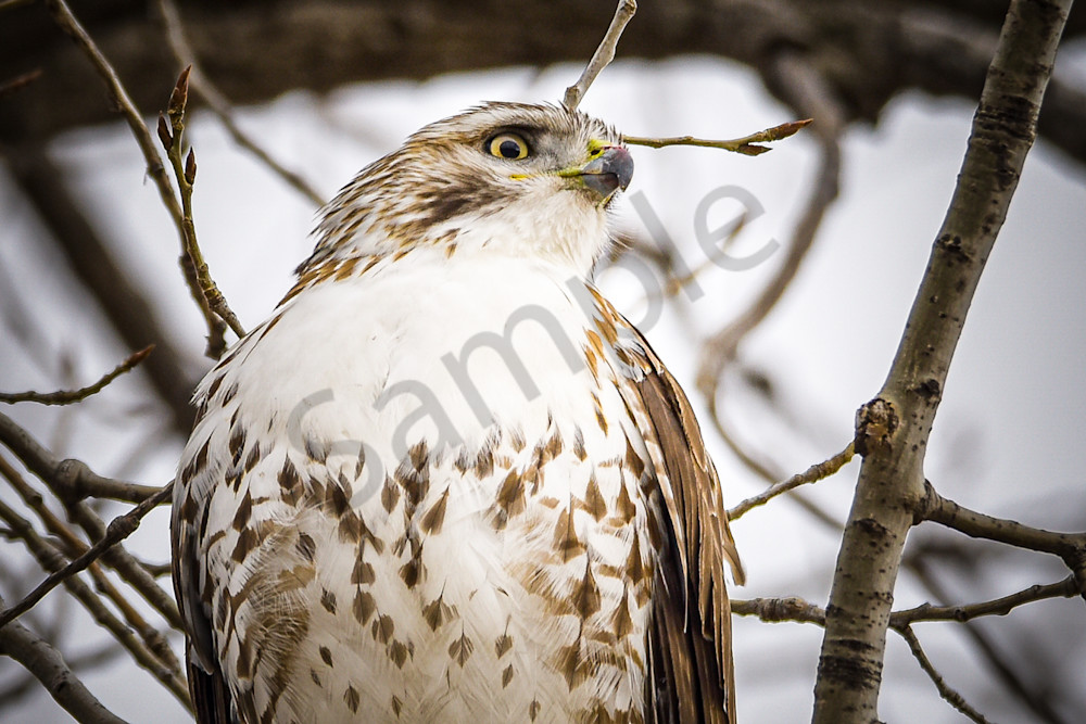 Farms And Birds 8 Photography Art | Photos By Regan