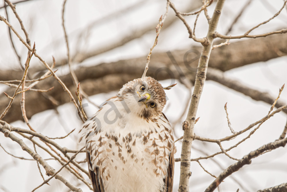Farms And Birds 23 Photography Art | Photos By Regan