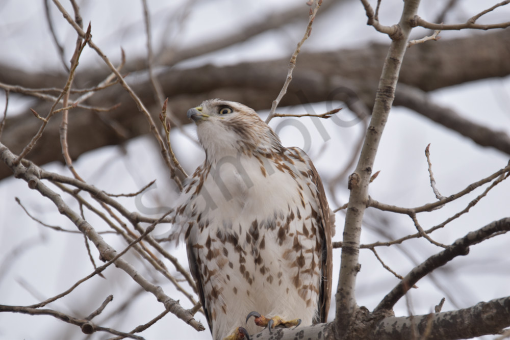 Farms And Birds 21 Photography Art | Photos By Regan