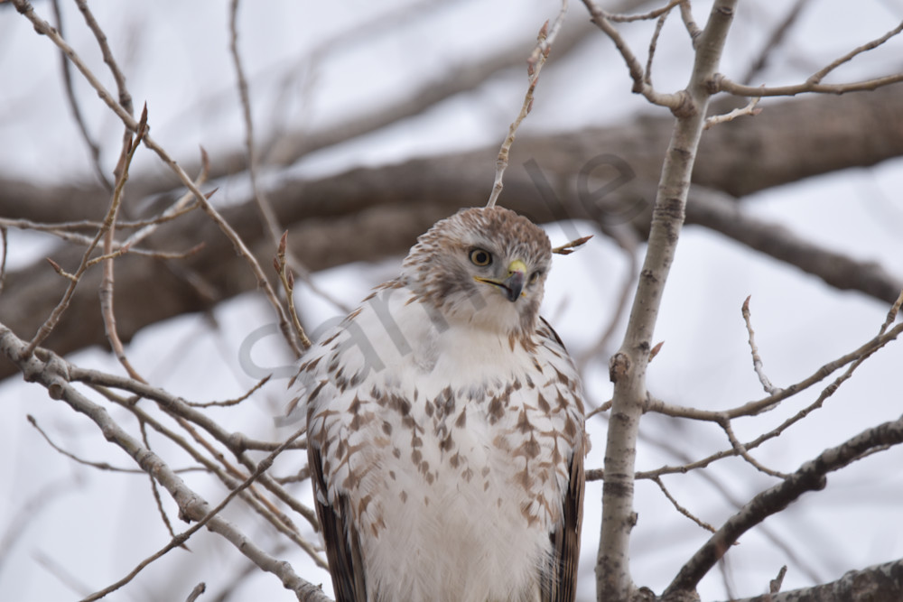 Farms And Birds 22 Photography Art | Photos By Regan