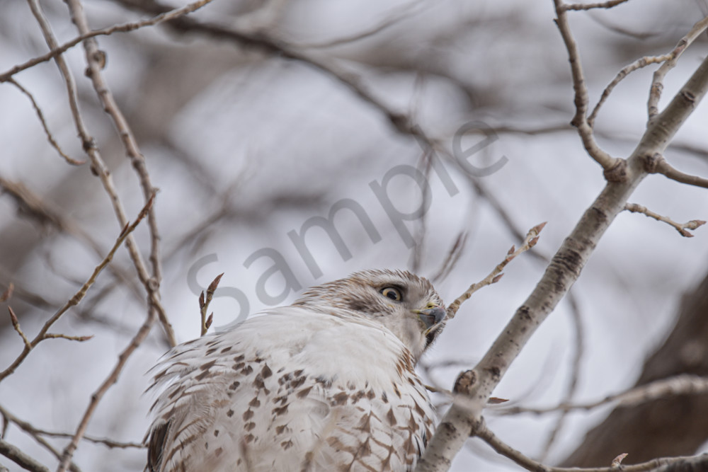 Farms And Birds 24 Photography Art | Photos By Regan