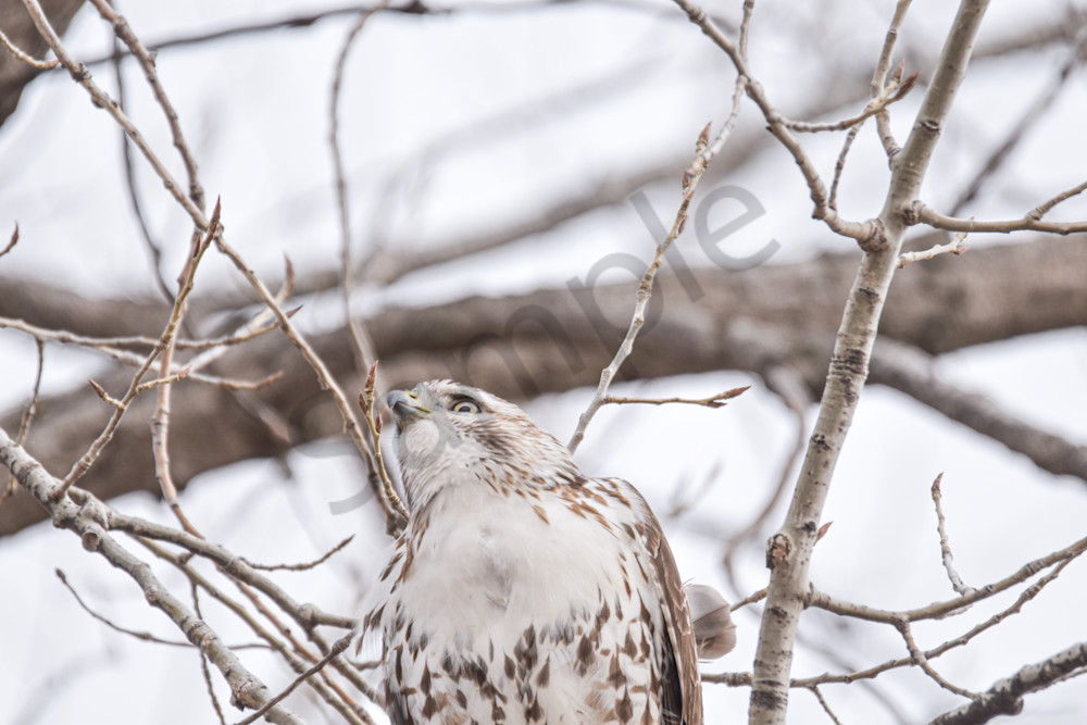 Farms And Birds 17 Photography Art | Photos By Regan