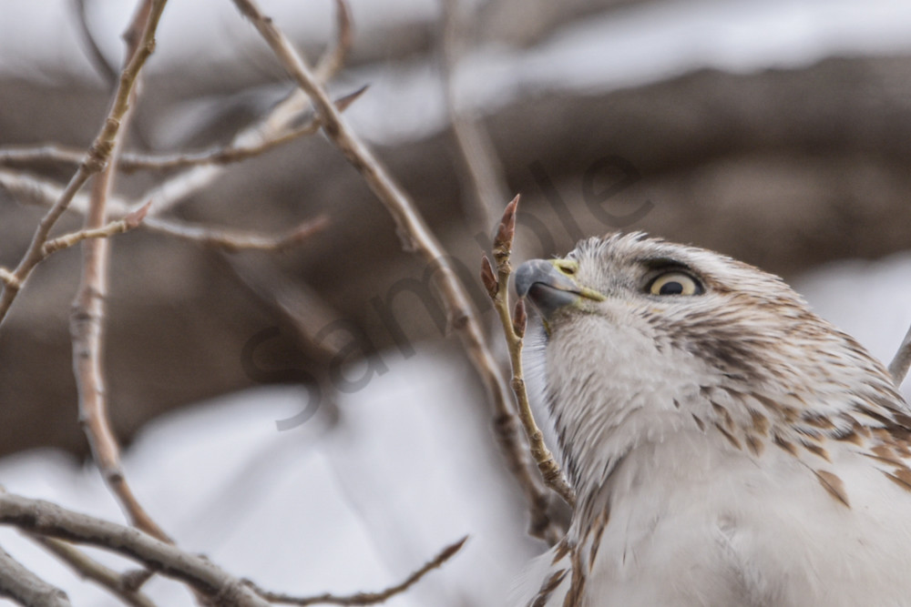 Farms And Birds 19 Photography Art | Photos By Regan