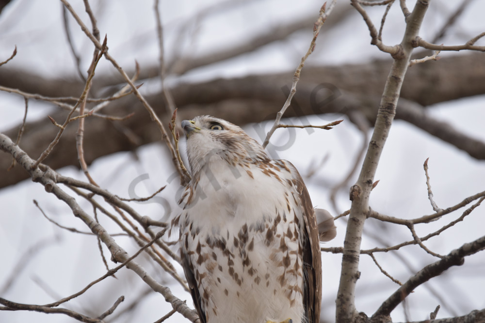 Farms And Birds 18 Photography Art | Photos By Regan