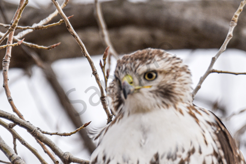 Farms And Birds 10 Photography Art | Photos By Regan