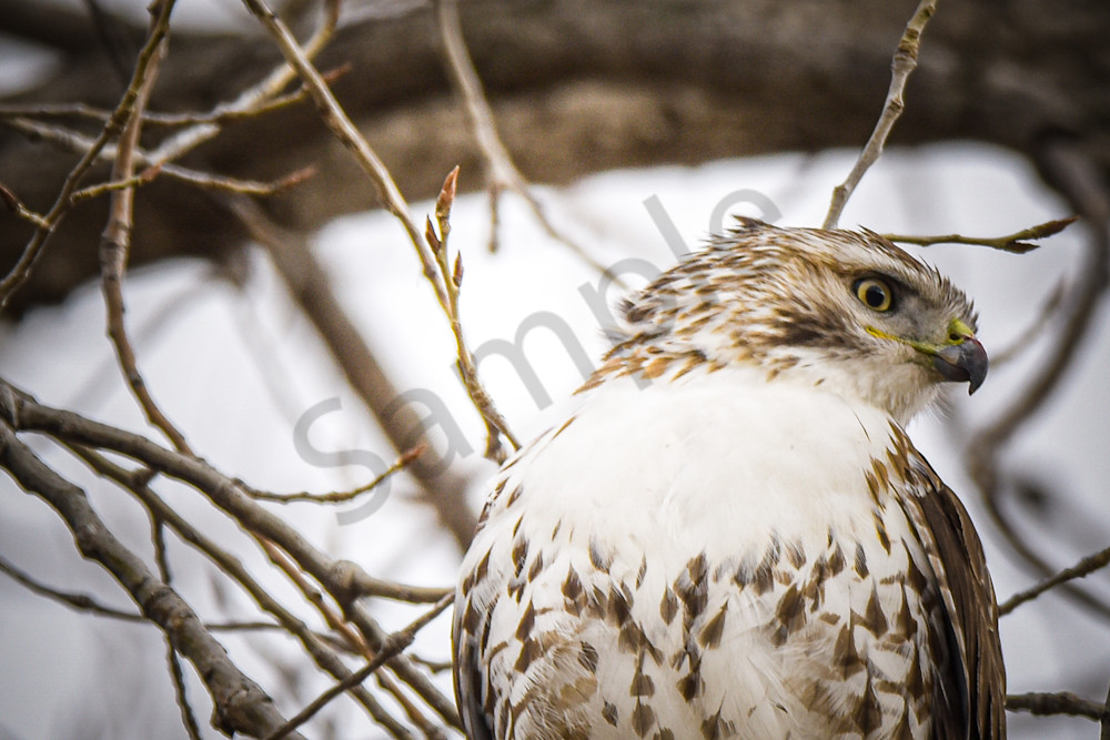 Farms And Birds 9 Photography Art | Photos By Regan