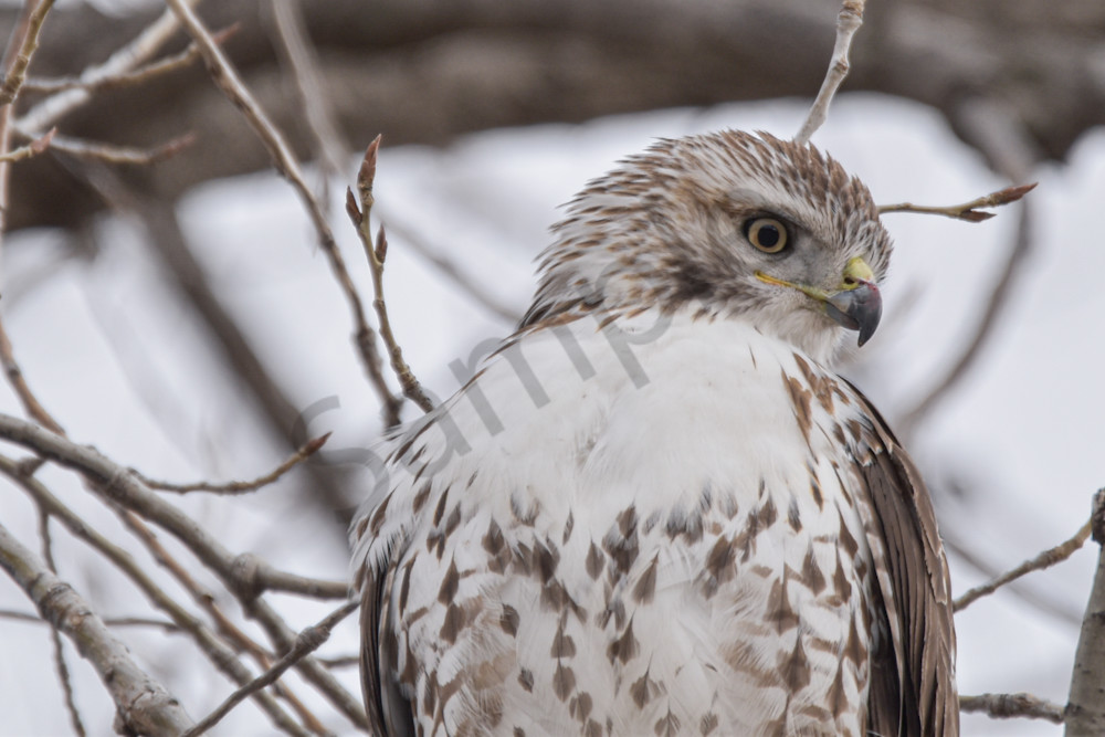 Farms And Birds 12 Photography Art | Photos By Regan