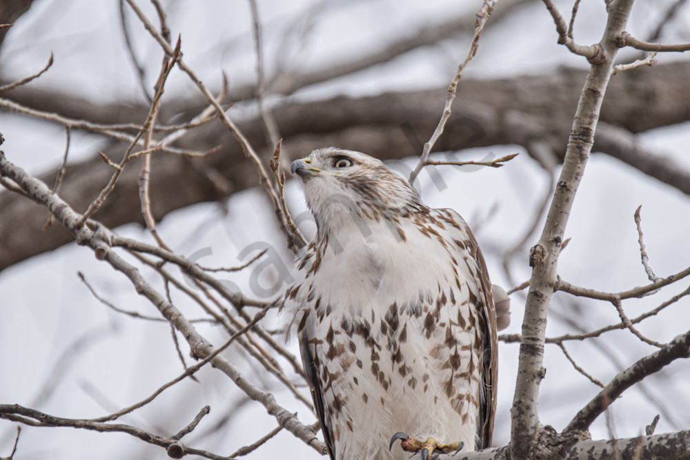 Farms And Birds 20 Photography Art | Photos By Regan