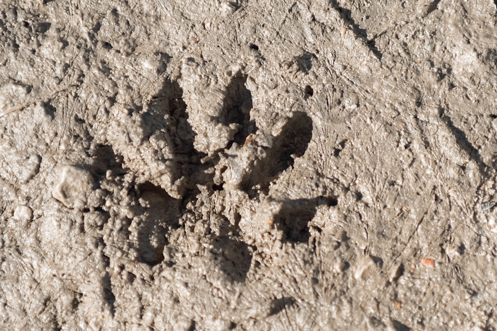 Farms And Birds 60 Photography Art | Photos By Regan