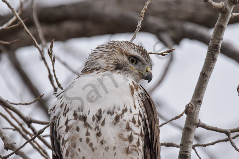 Farms And Birds 13 Photography Art | Photos By Regan