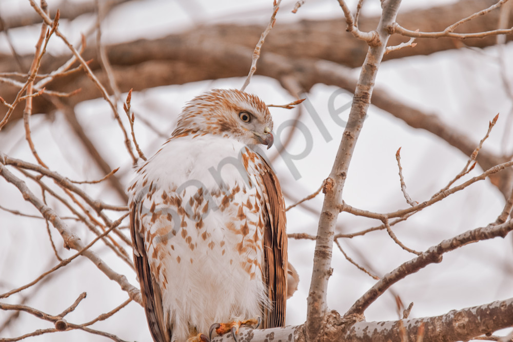 Farms And Birds 14 Photography Art | Photos By Regan