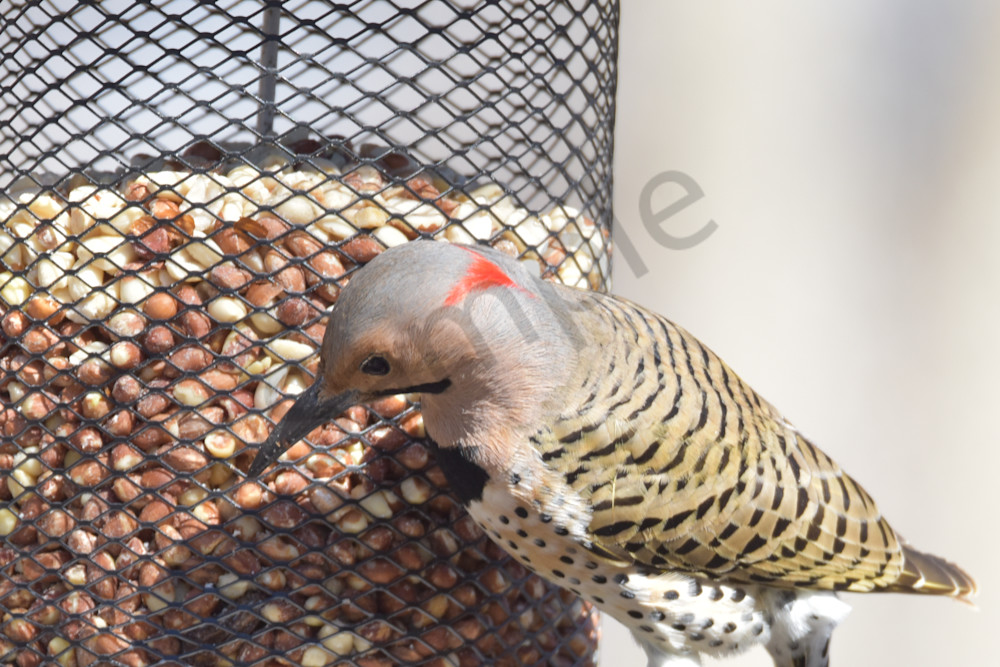 Farms And Birds 63 Photography Art | Photos By Regan