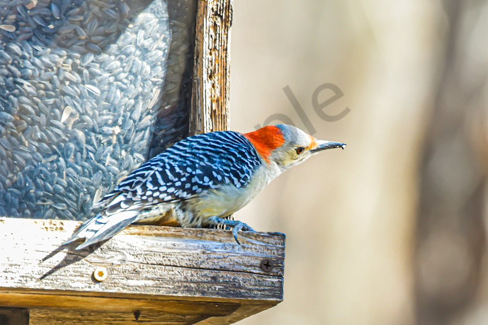 Farms And Birds 62 Photography Art | Photos By Regan