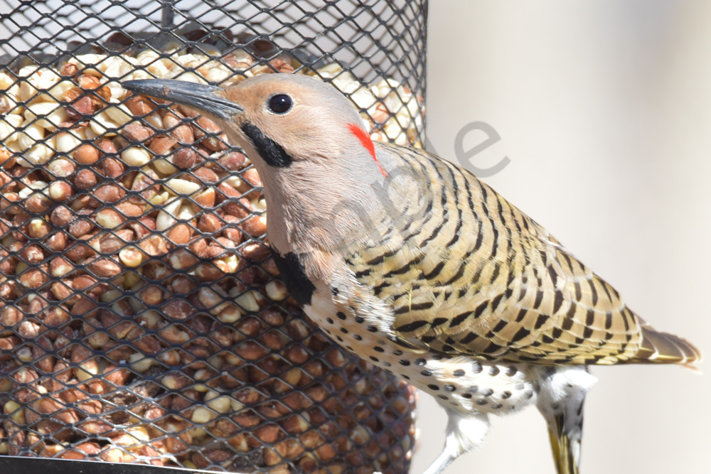 Farms And Birds 64 Photography Art | Photos By Regan