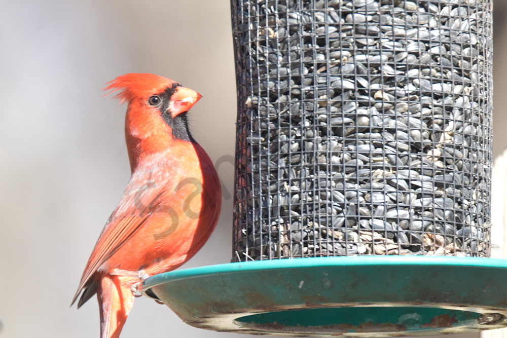 Farms And Birds 65 Photography Art | Photos By Regan