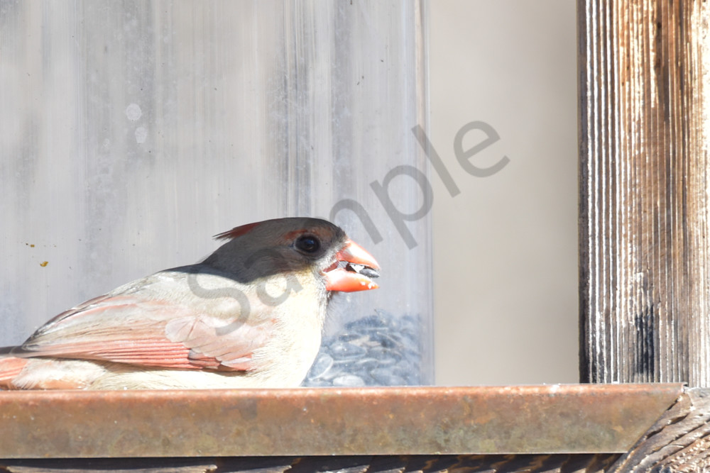 Farms And Birds 69 Photography Art | Photos By Regan